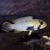 Apistogramma panduro select