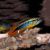 Agassizii Apistogramma