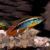 Agassizii Apistogramma