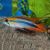 Apistogramma Agassizii