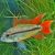 Pairs Double Red - Apistogramma Agassizii
