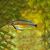 Apistogramma Atahualpa