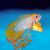 Apistogramma Borelli 3cm