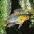 Pair Apistogramma Hongsloi II 