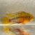 Apistogramma hongsloi 