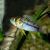 Apistogramma sp.
