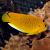 Angelfish Threespot - Apolemichthys trimaculatus
