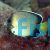 Angelfish Indian Yellowtail - Apolemichthys xanthurus