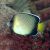 Indian Yellowtail Angelfish 