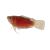 Apricot Paradise Fish