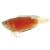 Apricot Paradise Fish