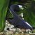 Knife Fish Black Ghost
