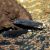 Black Ghost Knife Fish