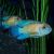 Neon Blue Acara 7cm