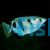 Archer Fish 10cm