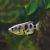 Archer Fish - Brackish 