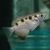 Archer Fish - Brackish