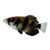 Archer Fish Brackish 