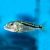 Aristochromis Christyi