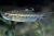 Red Eye Characin 5cm 
