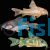 Assorted Corydoras
