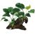 Double Driftwood - Assorted Anubias