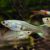 Assorted Female Endlers Guppy