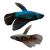 Assorted Male Betta Samurai 4cm