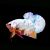 Assorted Male Fancy Half Moon Plakat Betta 5cm - Select