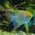 Assorted Pearlscale Angelfish 6cm