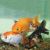 Assorted Ranchu