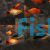 Assorted Speartail Platy 