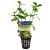50x Assorted Submersed Grown Plants