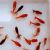 240x Assoted Fantails 4-6cm