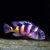 Astatotilapia Calliptera 5cm