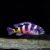 Astatotilapia Latifasciata - Large 10cm