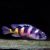 ASTATOTILAPIA LATIFASCIATUS CRIMSON TIDE