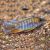 Peacock Mamelela - Undu Reef