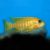 Yellow Benga Peacock 5cm