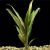 Baby Doll Yellow - Cordyline terminalis ' tricolour' 
