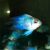 Balloon Electric Blue Longfin Ram