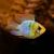 Balloon Gold Head Electric Blue Ram
