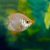 Balloon Pink Kissing Gourami
