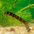 Banded - Kuhlii Loach 