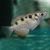 Banded Archer Fish - Brackish