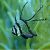 Banggai Cardinalfish