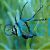Banggai Cardinalfish