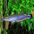 Madagascar Rainbow 4cm