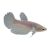 Female Betta Halfmoon White