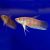 Betta Giant